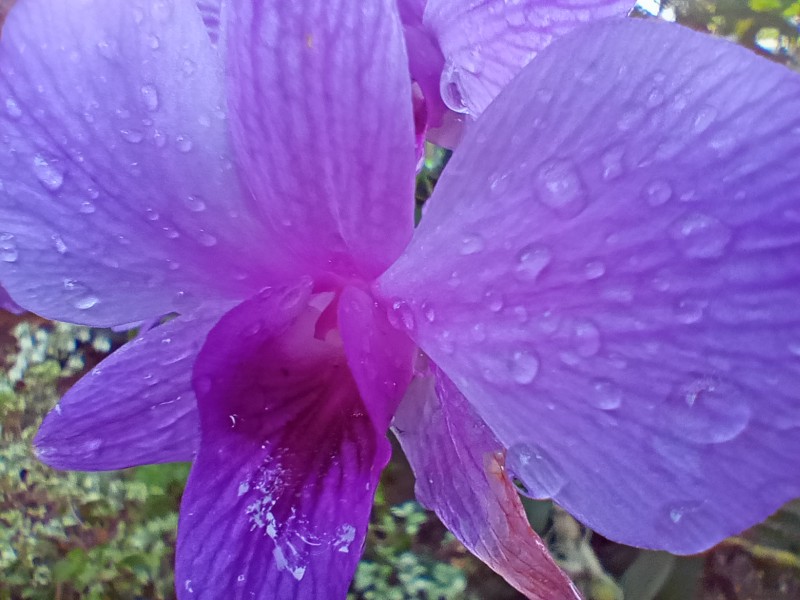 macro
