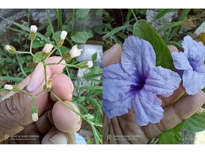 hasil foto macro